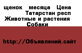 щенок 2 месяца › Цена ­ 15 000 - Татарстан респ. Животные и растения » Собаки   
